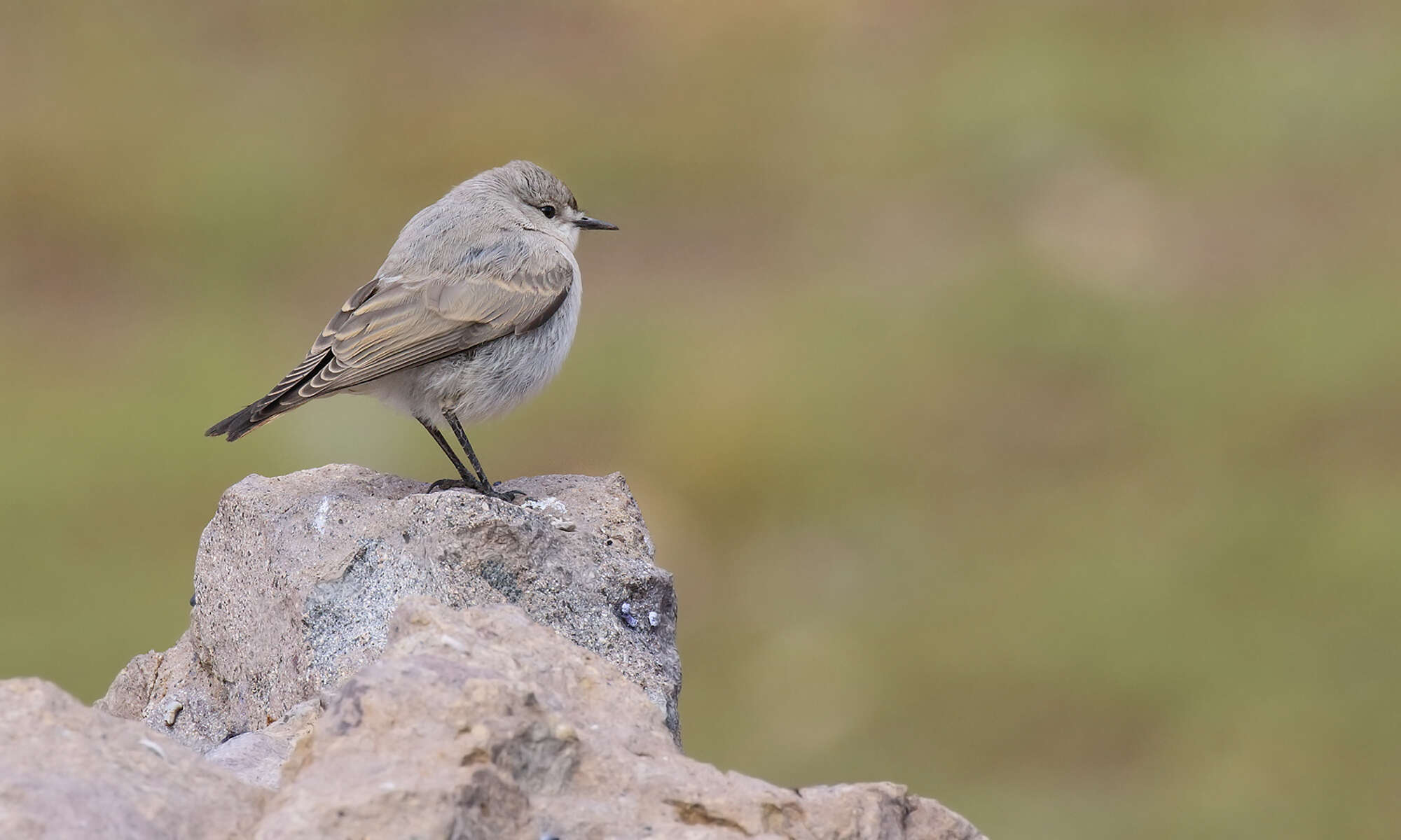 Image of Black-fronted Ground Tyrant