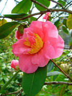 Image of camellia