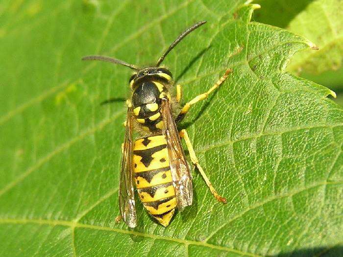 Image of German Wasp