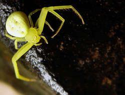 Image of Flower Crab Spiders