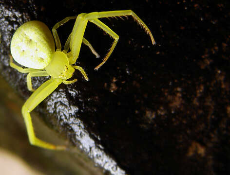 Image of Flower Crab Spiders