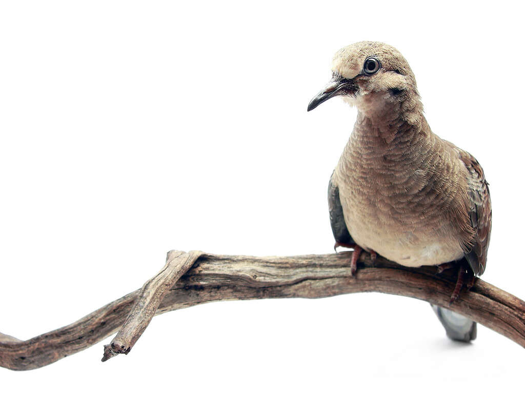 Image of American Mourning Dove