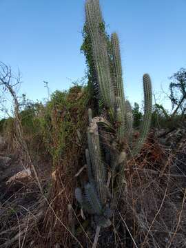 Image de Stenocereus fimbriatus (Lam.) Lourteig