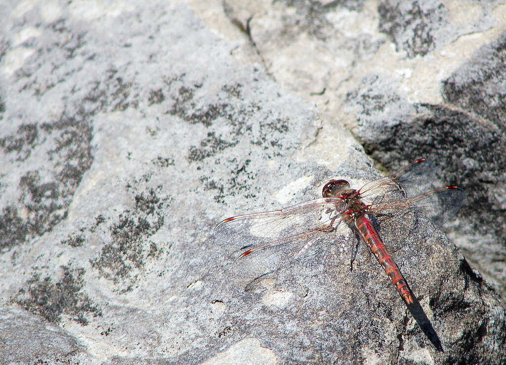 Image of Variegated Meadowhawk