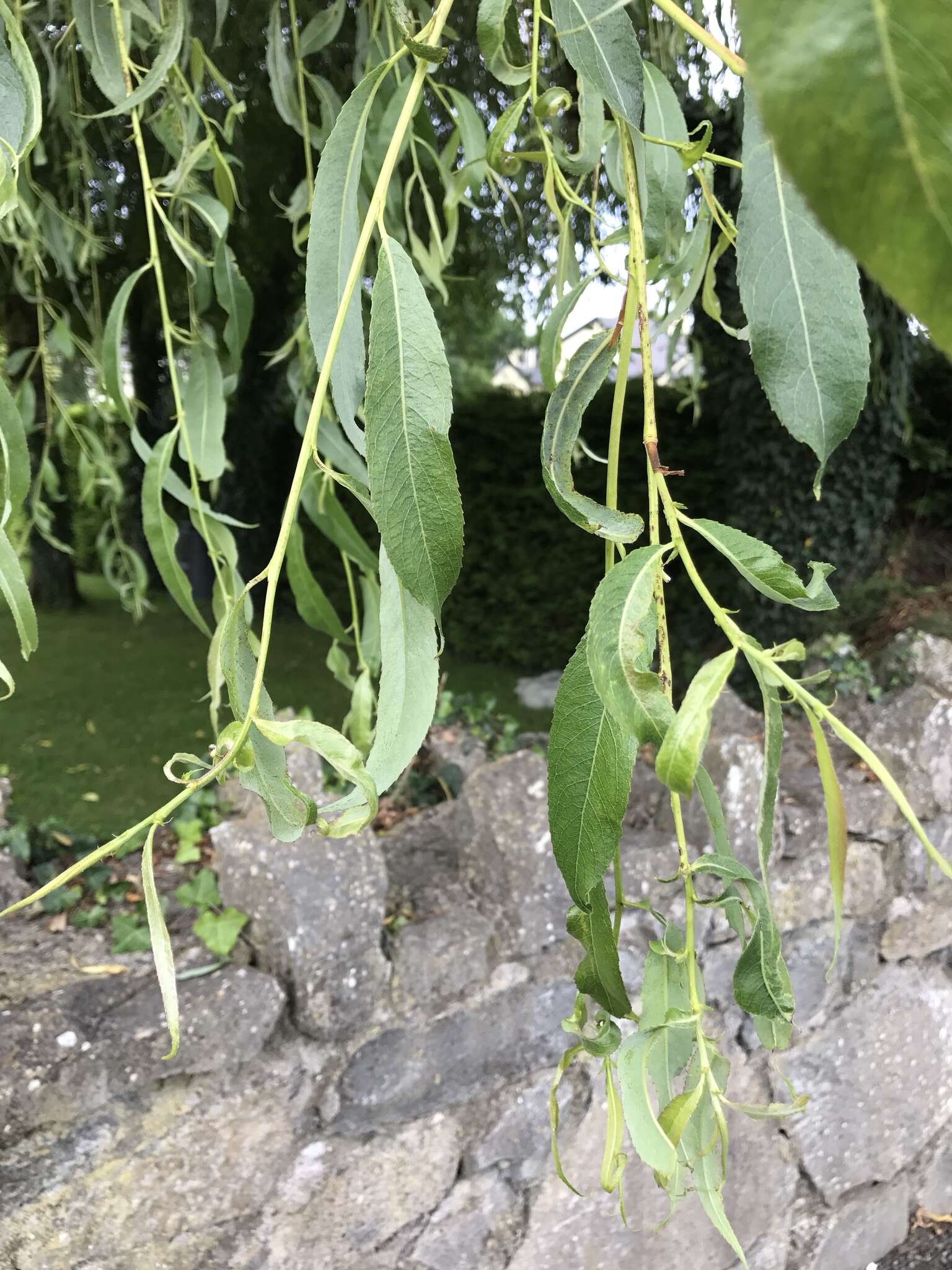 Imagem de Salix sepulcralis Simonk.