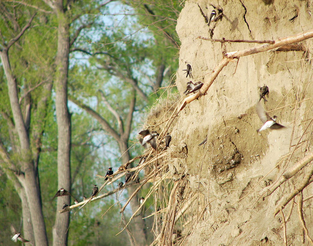 Image of American Cliff Swallow