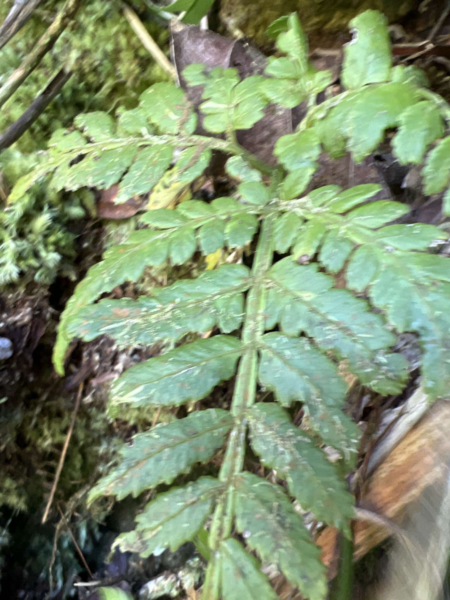 Image of Hawaii Potato Fern