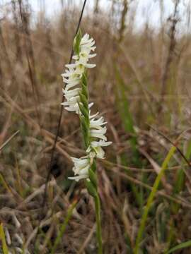 Image of Giant-Spiral Ladies'-Tresses