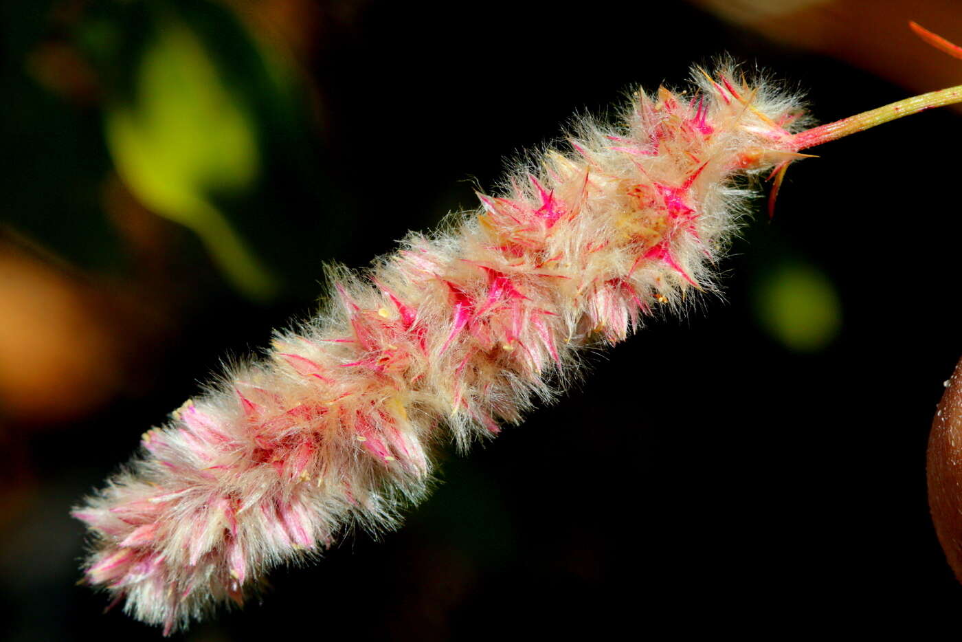 Image of Cyphocarpa angustifolia (Moq.) Lopr.