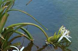 Слика од Crinum viviparum (Lam.) R. Ansari & V. J. Nair