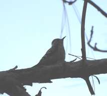 Image of Brown-fronted Woodpecker