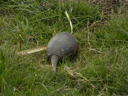 Image of Brazilian Lesser Long-nosed Armadillo