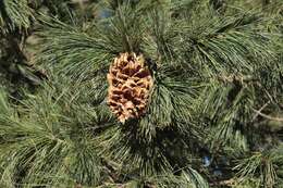 Image of Pinus flexilis var. reflexa Engelm.