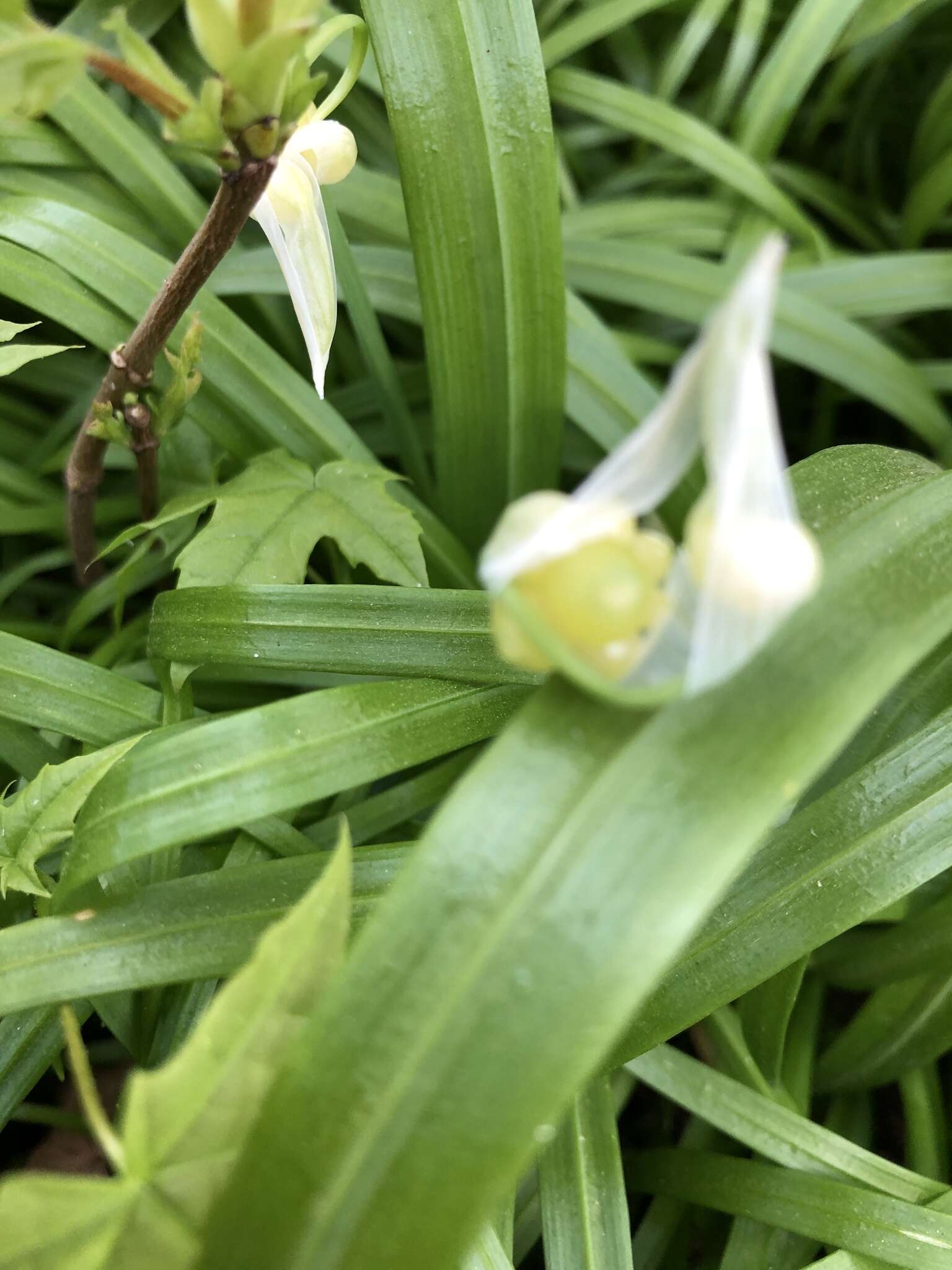 Image of few-flowered leek