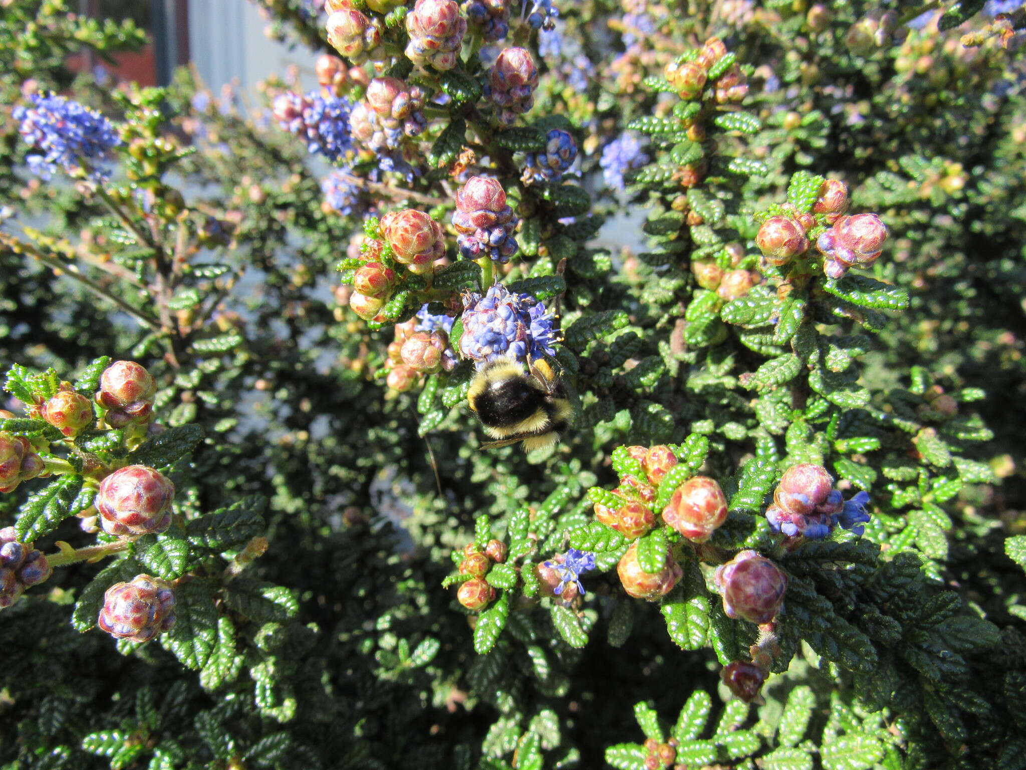 Image of Black Tail Bumble Bee