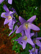 Image de Campanula pyramidalis L.