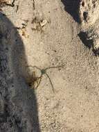 Image of Short-spined brittle star