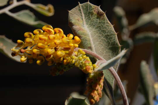 Image of Silky-oak