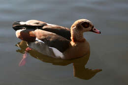 Image of Egyptian Goose