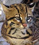 Image of Ocelot