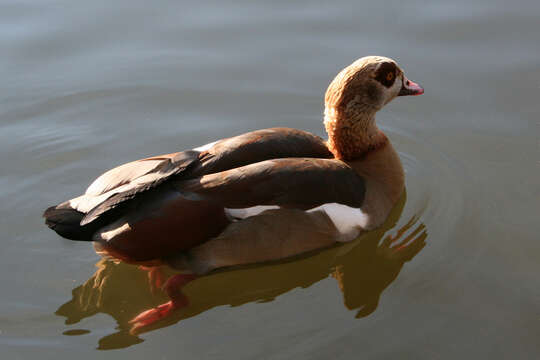 Image of Egyptian Goose