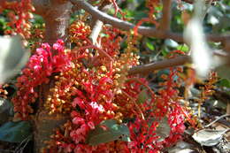 Image of Grevillea wickhamii Meissn.