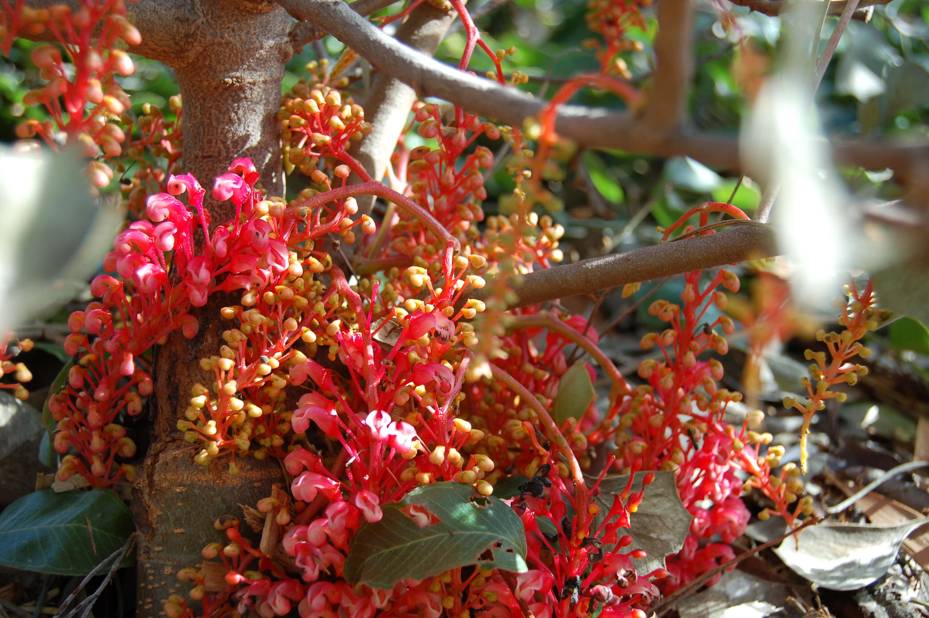 Image of Grevillea wickhamii Meissn.