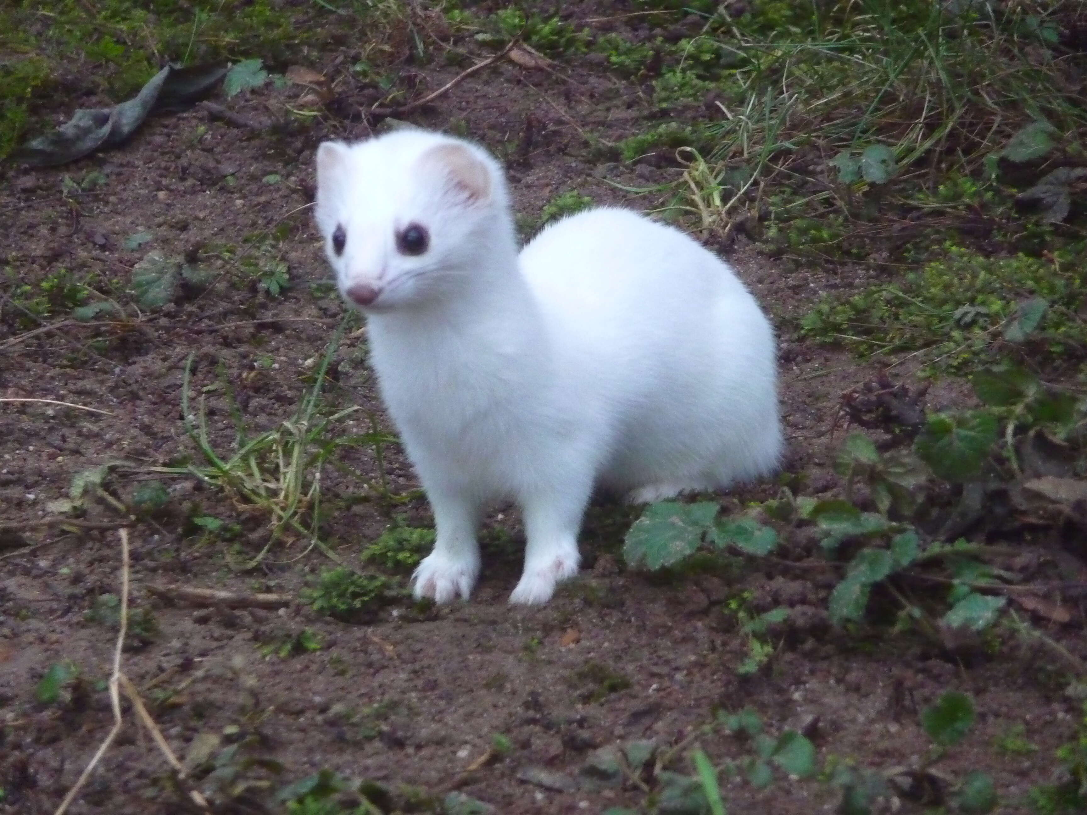 Image of ermine