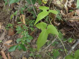 Image de Aristolochia pentandra Jacq.