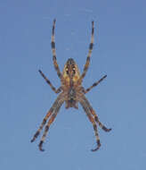 Image of Barn orb-weaver