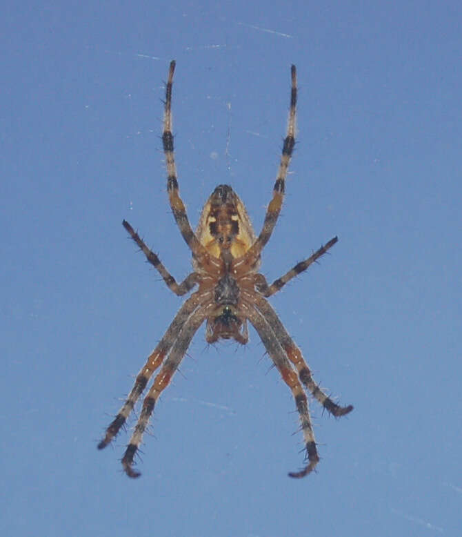 Image of Barn orb-weaver