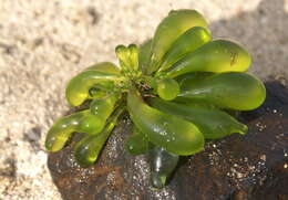 Image of Siphonocladaceae