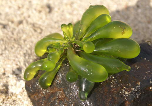 Image of Siphonocladaceae