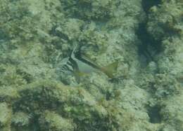 Image of Crested morwong