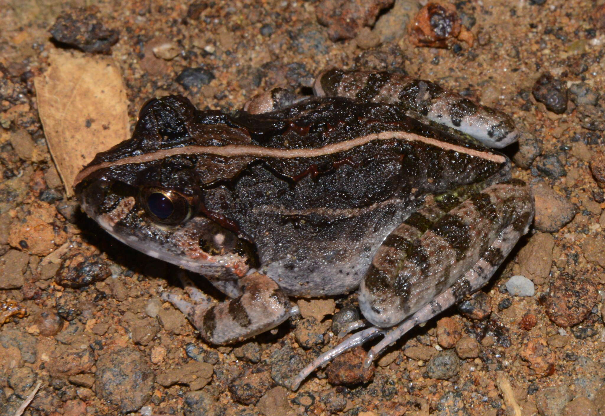 Image of Laliostoma Glaw, Vences & Böhme 1998