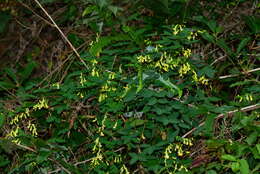 Image of Dumasia truncata Siebold & Zucc.