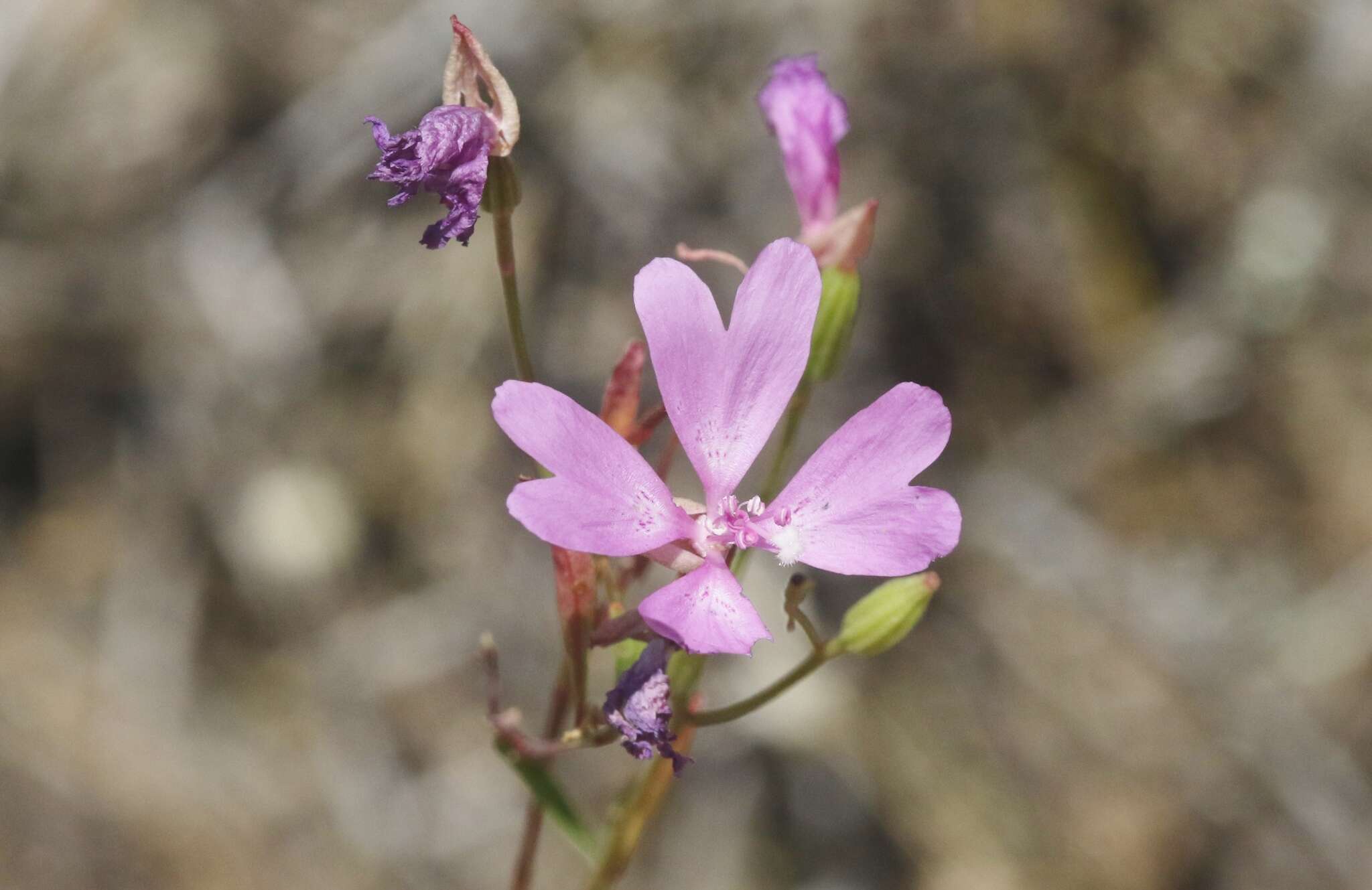 Plancia ëd Clarkia biloba (Dur.) A. Nels. & J. F. Macbr.