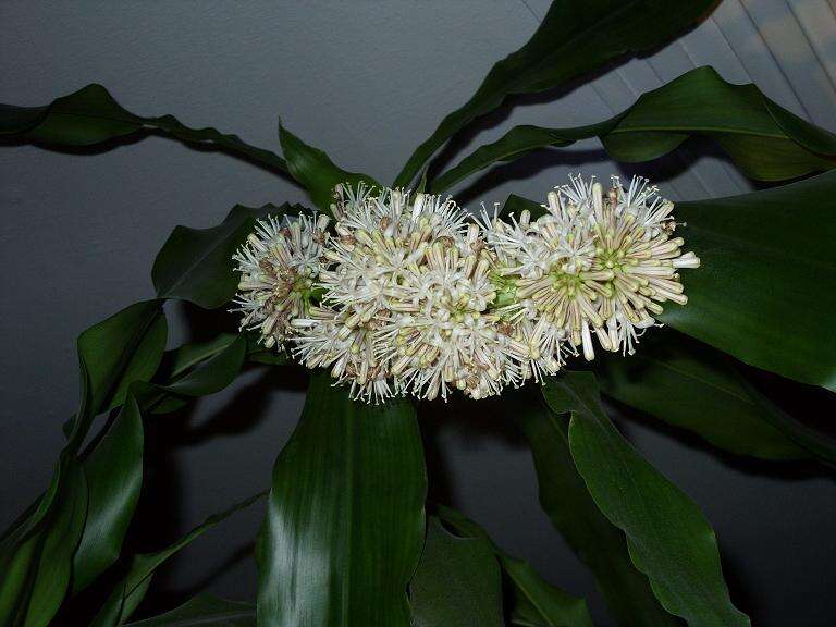 Image of fragrant dracaena