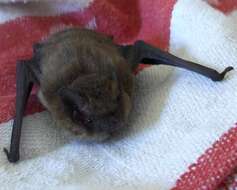 Image of soprano pipistrelle, pygmy pipistrelle