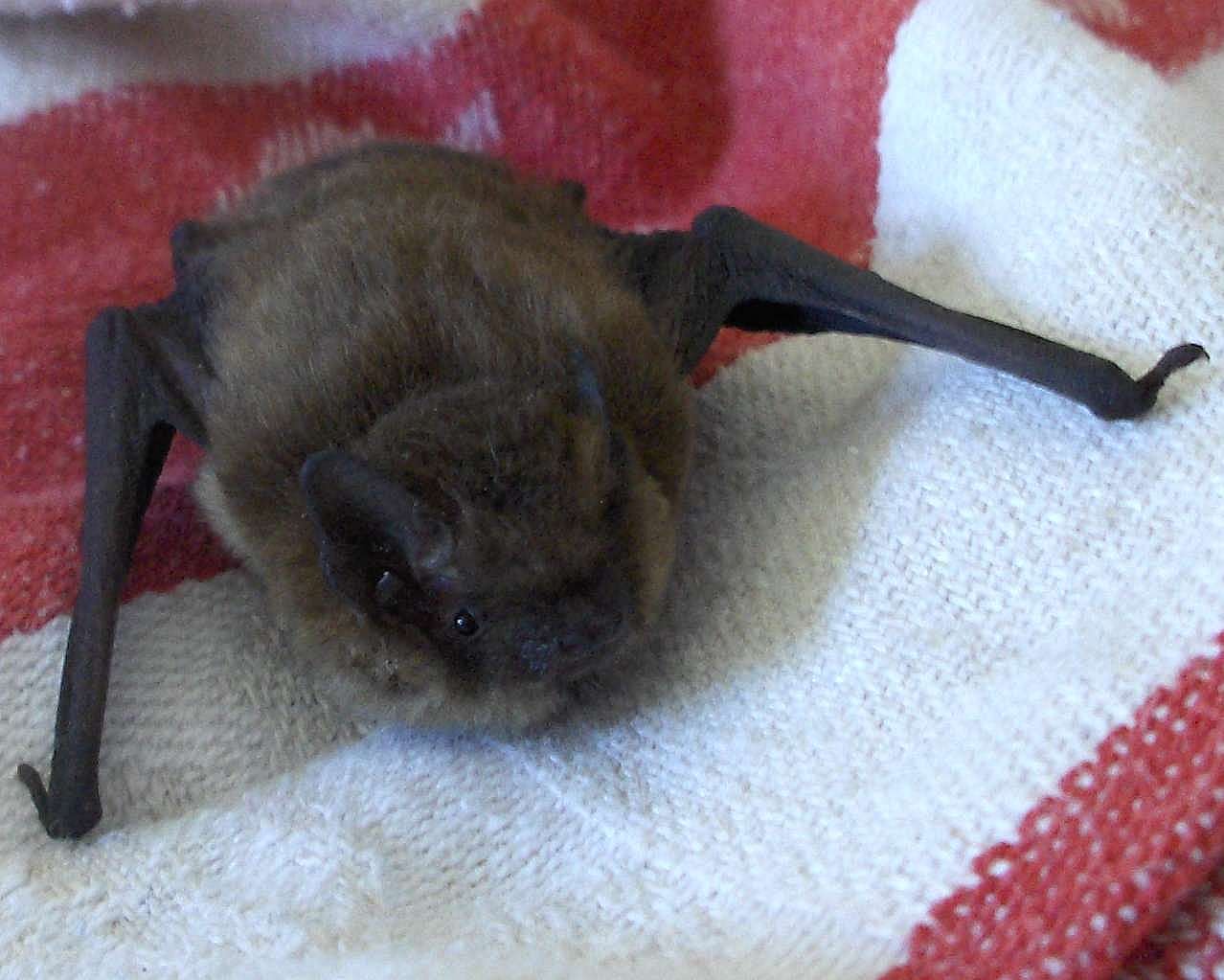 Image of soprano pipistrelle, pygmy pipistrelle