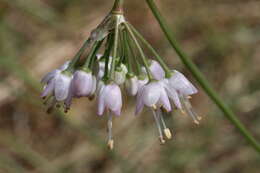 Image of Lady's leek