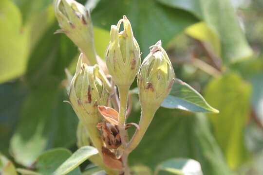 Plancia ëd Talipariti pernambucense (Arruda) Bovini