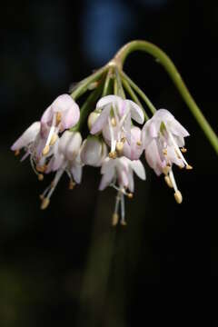 Image of Lady's leek