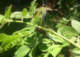 Erythrodiplax connata (Burmeister 1839) resmi