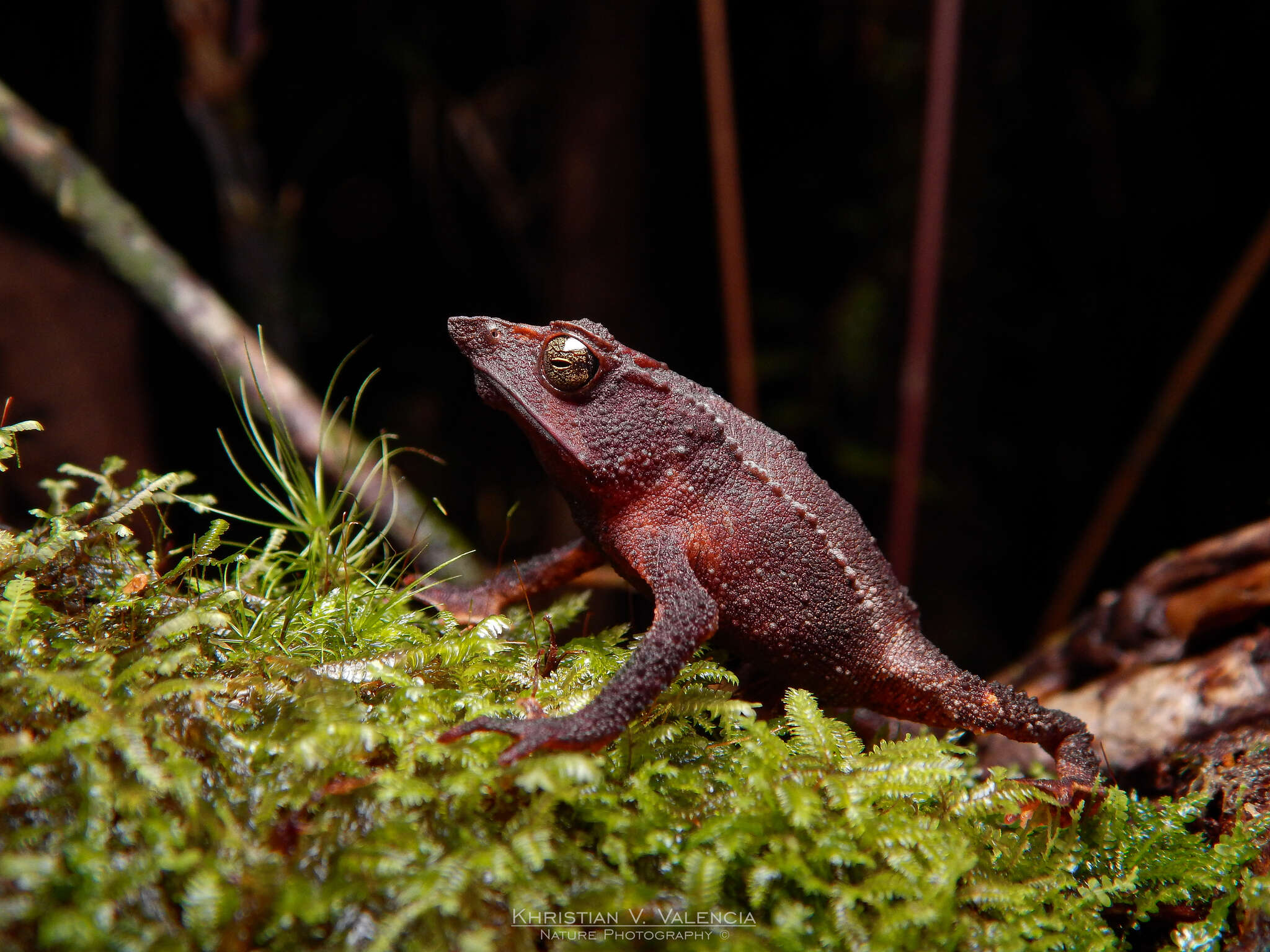 Image of Santa Rita beaked toad