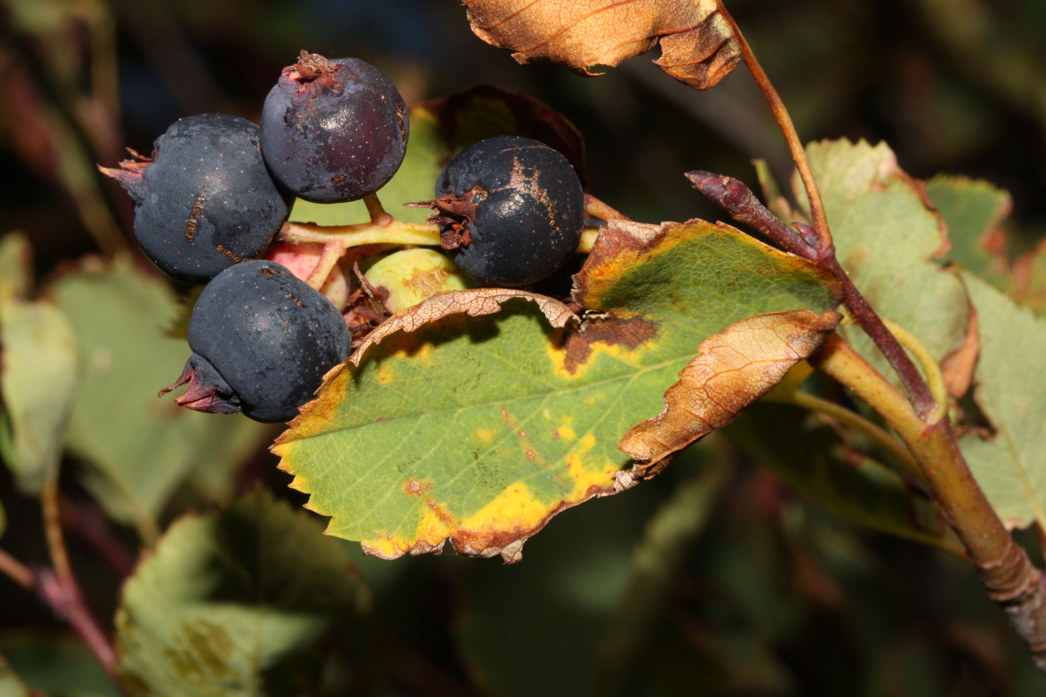 Слика од Amelanchier alnifolia (Nutt.) Nutt.