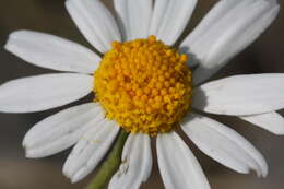 Anthemis arvensis L. resmi