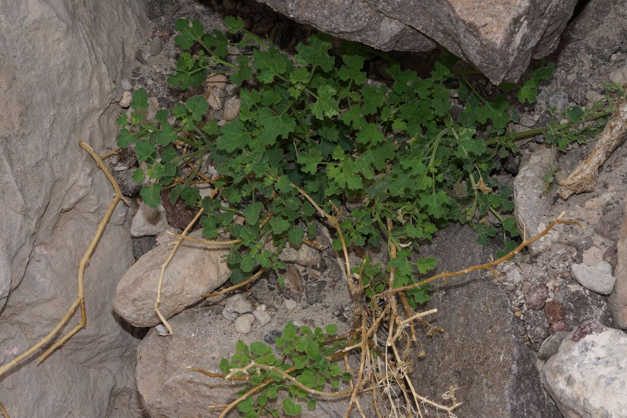 Image of Parry's rockdaisy