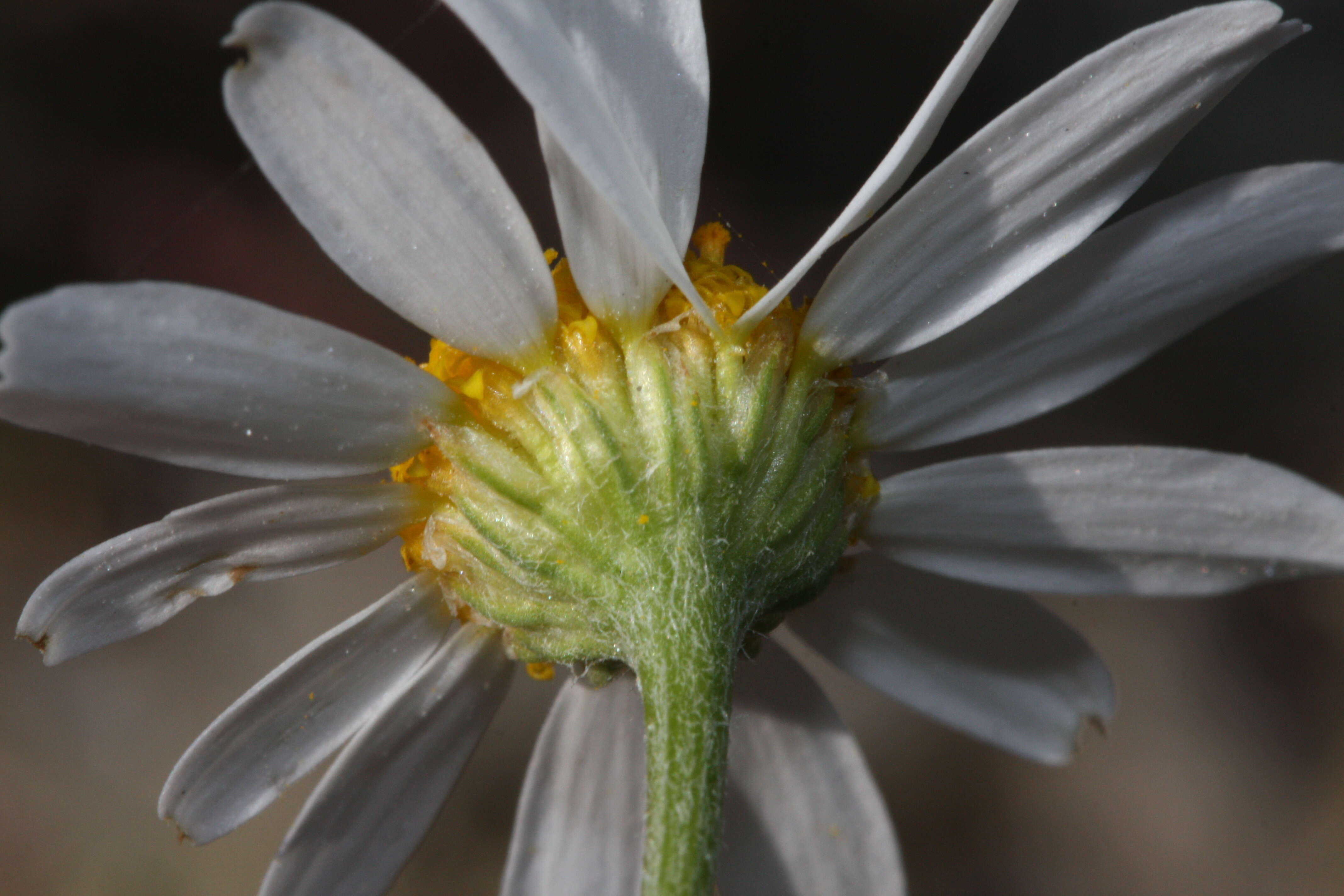 Anthemis arvensis L. resmi