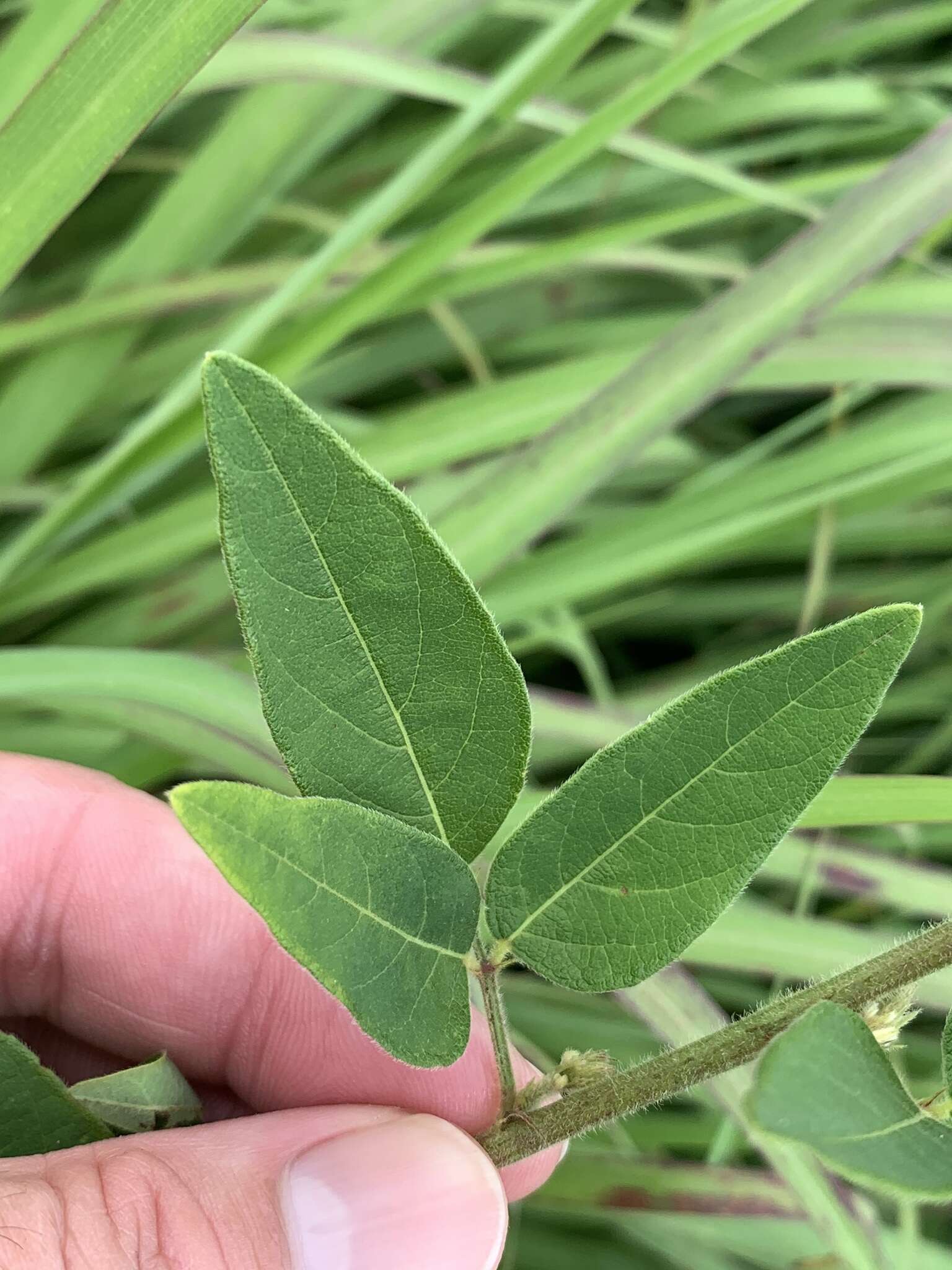 Imagem de Desmodium rigidum (Elliott) DC.